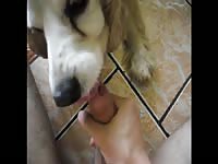 Aluzky Hcock Lickjob No Cum