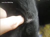 Aluzky Llab Fingerjob 2 Aluzky Home Made Videos Dog Lover German Shepherd- Beastiality Porn With Man