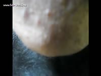 Aluzky Llab Fingerjob 3 Aluzky Home Made Videos Dog Lover German Shepherd- Men Fucks Animal