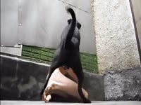 Aluzky Pull Out GayBeast - boy Fucks Animal
