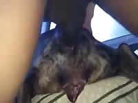 Anal And Cum GayBeast.com - Beastiality Porn Tube With Dude