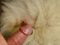 Anal Malamutt GayBeast.com - Bestiality Sex Video With Men