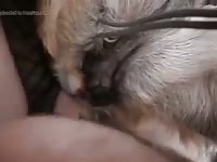 Anal Missionary With Bitch GayBeast.com - Dude Fucks Animal