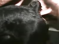 Anal Rottweiler 2 GayBeast.com - Dude Fucks Pet