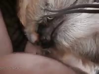 Anal With Bitch GayBeast.com - Animal Sex Tube With Men