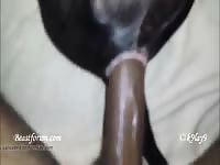 Anal With Lab And Cum Gay Beast Com - boy Fucks Animal