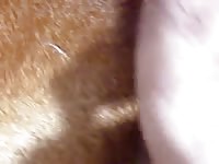 Anal With Male Dog 01 GayBeast Rip - Animal Dude