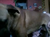 Anal With Male Dog Gay Beast Com - Animal Sex Video With Man