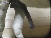 Animal Gay Male Donkeys Mating