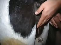 Animal Marefuck Man Fuck Mare Part 1 GayBeast.com - Beastiality Porn Video With Men