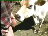 Animal Sex Cow Very Nice Old Cow Guy Fucks Cow Cow Blows Guy Bestiality Beastiality Zoo