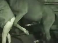 Animal Stallionsex Stallion Do Man Movie 1 Petlust Gay Zoo Porn