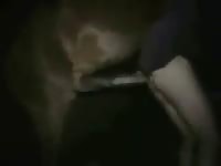 Animal Stallionsex Stallion Do Man Movie 2 Petlust Gay Zoo Porn