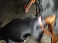 Animals Met- Beastiality Sex With Dude