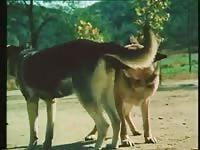 Ap Dog GayBeast.com - Bestiality Boy