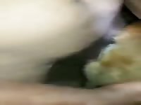 Asian Cum In Dog Pussy GayBeast.com - Animal Porn Video With Dude- Zoophilia Dude