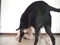Ass And Face Fucked GayBeast.com - Man Fucks Animal