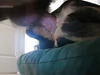 Ass Dog Fucked Gay Beast Com - Dude Fucks Animal