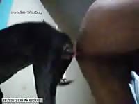 Ass To Ass Knotting And Pullout Desidog Part01
