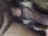 Atlanta Goat Fuck With Cummy Ending GayBeast Rip - Bestiality Porn Movie With Boy