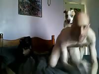 Bald Guy Gets Knotted By Pitbull Gay Beast Com - Animal Men