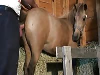 Beautiful Sex Of Man And Horse Petlust- Bestiality Sex Tube With Men