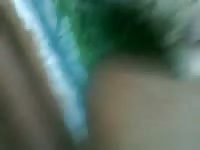 Big Black Dick On Goat Pussy GayBeast.com - Bestiality Man