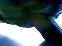 Big Cock In Cow Pussy GayBeast.com - Zoophilia Porn With Man