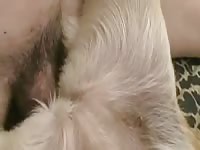 Big Dick Fuck Dog Hard Pussy GayBeast Rip - Men Fucks Pet