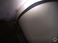 Big Pig Fuck German Gay GayBeast.com - Zoophilia Dude