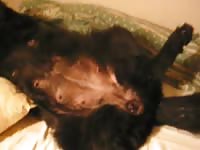 Bitch Fuck Part 1 Gay Beast Com - Dude Fucks Pet