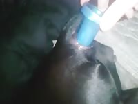 Bitch Loves The Dildo In Her Ass GayBeast Rip - Animal Sex Movie With Boy