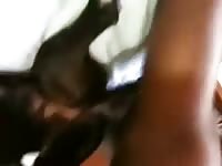 Bitch On Bed GayBeast.com - Animal Sex Movie With Dude