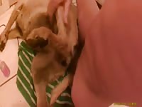 Bitch Takes It Up The Ass GayBeast - Zoophilia Men