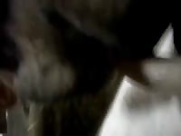 Bj From Horse Gay Beast Com - Zoophilia Porn Video With Men