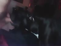 Bj Gay Beast Com - Zoophilia Dude