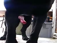 Black Dog Cumming Gay Beast Com - Bestiality Sex Movie With Man