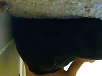 Black Lab Anal GayBeast - Zoophilia Dude