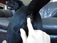 Black Lab Fingered GayBeast.com - Man Fucks Pet