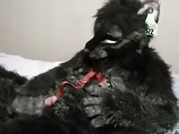 Black Wolf Paws GayBeast.com - Bestiality Boy