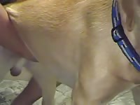 Bottom Dog 1 GayBeast Rip - boy Fucks Pet