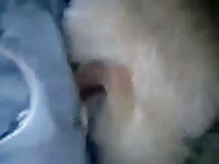 Boy And Female Dog Gay Beast Com - Zoophilia Sex Video With Dude