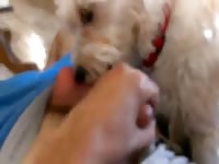 Boy And Pup GayBeast.com - Bestiality Men