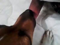 Boy Dog Loves To Lick GayBeast.com - Zoophilia Sex Video With Men
