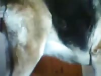 Boy Fuck Dog 8 Gay Beast Com - Man Fucks Animal