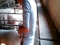 Boy Fucking Pig GayBeast - Dude Fucks Animal