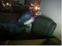 Boy Playing With A Dog GayBeast.com - Bestiality Sex Video With Man