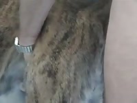 Brindle 02 GayBeast - Bestiality Porn With Men