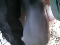 Bull Ball 2 Gay Beast Com - Bestiality Man