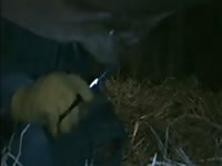 Bull Cum GayBeast - Animal Porn Movie With Man